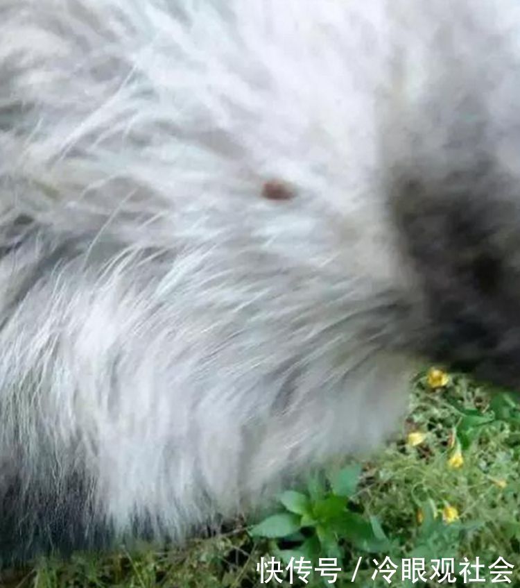 狗狗不断咬自己前爪,主人好奇抛开一看,顿时被