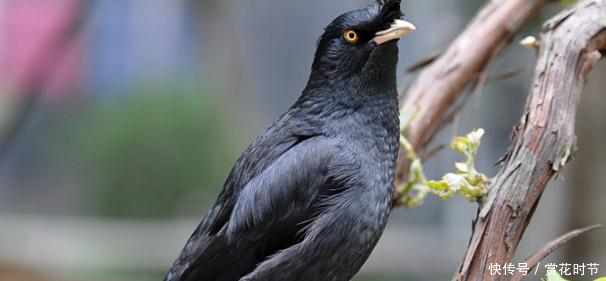 八哥鸟吃什么食物这些饲养方式你了解吗