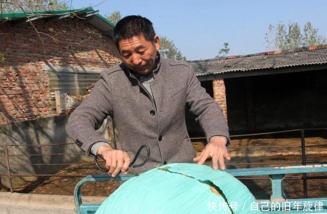 男子利用秸秆发酵搞养殖,一年收入20万元,成村