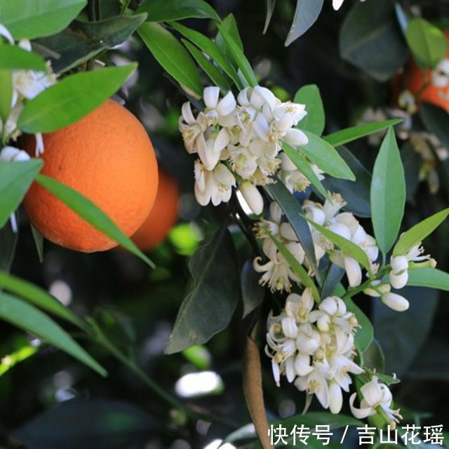 合理栽培、科学管理脐橙生产技术规程