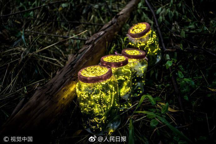 我国萤火虫正面临灭绝 被拉到城市可能活不过3天 - 钟儿丫 - 响铃垭人 我国萤火虫正面临灭绝 被拉到城市可能活不过3天 - 钟儿丫 - 响铃垭人
