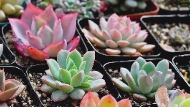 《1810我看行》20170609“多肉”食谱