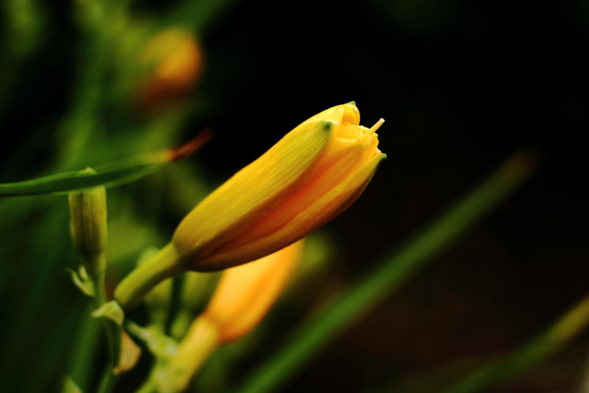 什么是黄花菜的别名 t01dab4ba3d9acf3da3.jpg?size=1920x1280