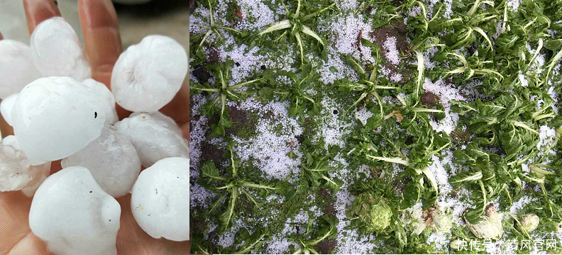 新邵县迎光乡: 冰雹突袭两小时 村干部勇救孤寡