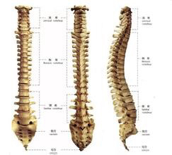 腰后有几节骨头突出 尤其是弯腰时特别明显 但