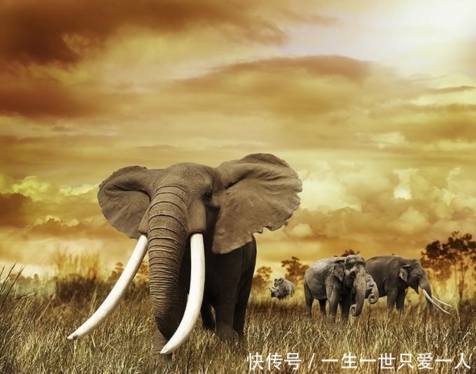 因为珍贵的象牙,而被猎杀的大象,却进行着史无