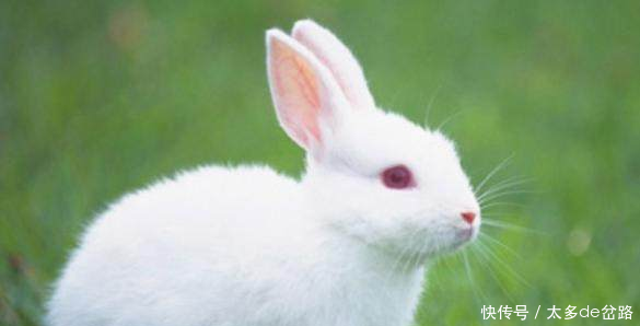 属兔人5月飞黄腾达指日可待,旁人羡慕不已!