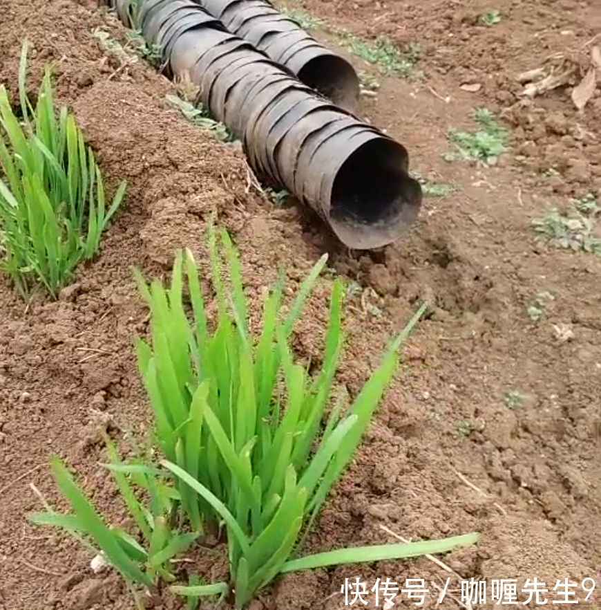 农民把韭菜变韭黄就多一个动作,连小孩都会做,收益就能翻倍!