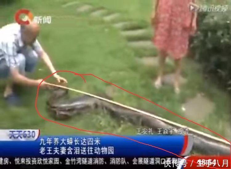 一养就是九年,小蛇变百斤巨蟒,老夫妻两每天推