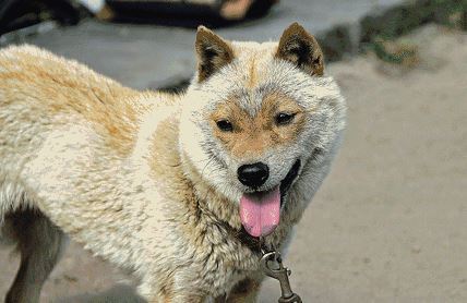 军人口述夜狸猫事件_夜狸猫事件图片大全