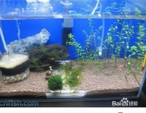 龍魚燈品牌排行榜最新（龍魚燈品牌排行榜最新圖片） 黃鰭鯧魚