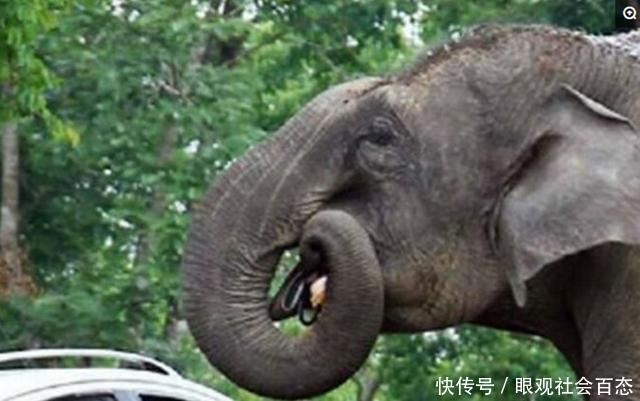 大象偷吃游客包包,游客心疼大象吃坏肚子,还找