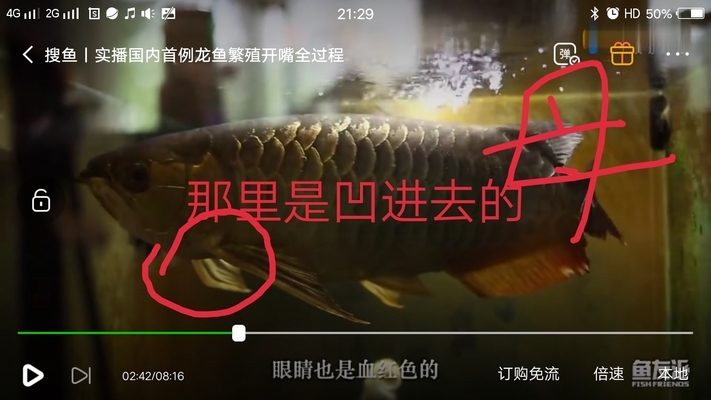 深海黑龍魚多少錢一條（深海黑龍魚多少錢一條?。? title=