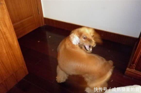 怎么抱小狗才会舒服 t01dc5e2609eacaa41b.jpg