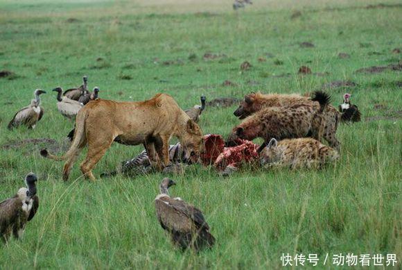 狮子与鬣狗之间凶残的食物争夺之战!竟然会发