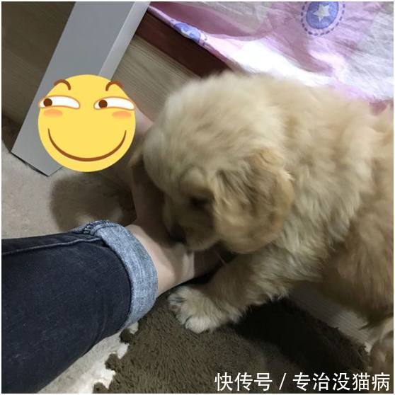 和男友吵架假装离家出走,结果金毛叼着男友的钱包追着我一起跑!