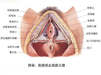初中生物关于第二性征的选择题_360问答