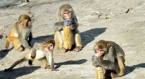 奇闻:小猴子真会玩,抢了游客的可乐却打不开,猴