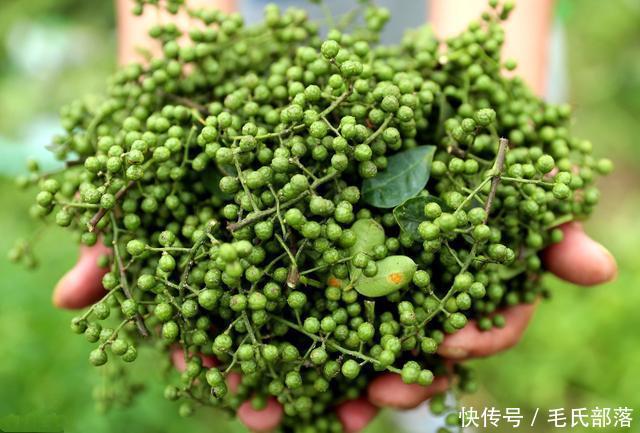 花椒树栽培技术|青花椒实用栽培技术之整形修