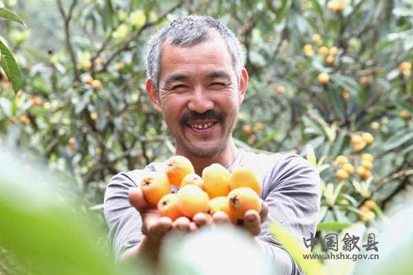 歙县万亩\"三潭枇杷\"产量增倍