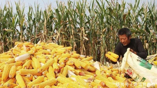 玉米价格连续下跌,2019年会否大涨农民种粮能