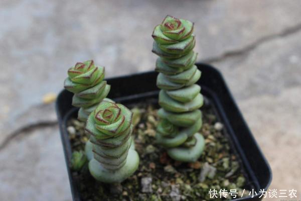 多肉钱串子怎么养护,钱串子怎么砍头!