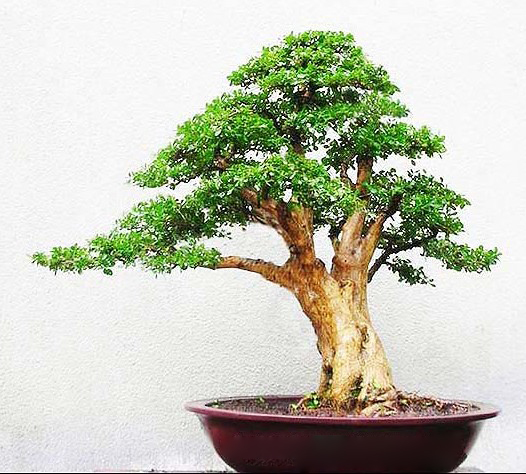 黄杨盆景图片图片