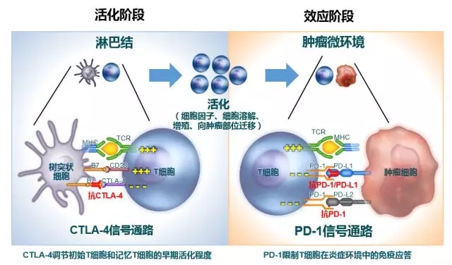 专家视角 | 陈丽昆教授:双免疫、双获益:PD-1抑制剂与CTLA-4抑制