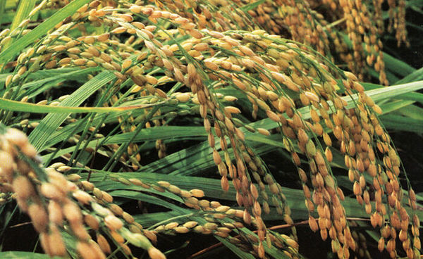 怎样区别转基因水稻与野生型水稻_360问答