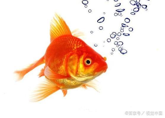 迷你鸚鵡觀賞魚怎么養(yǎng) 水族問答