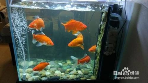 陶瓷魚缸改造植物缸視頻（陶瓷魚缸改造植物缸視頻教程）