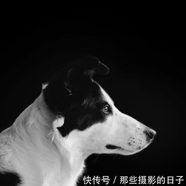 善于包容的中国人为什么会容不下一条狗