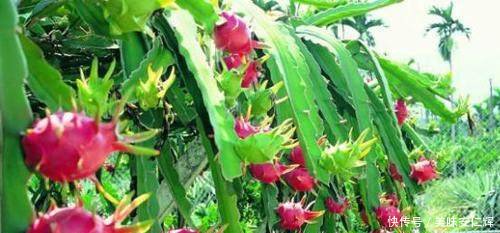 火龙果选什么样的才好吃记住这5点,只买对的不