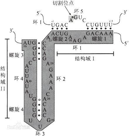 具有催化功能的RNA 是否具有密码子_360问答