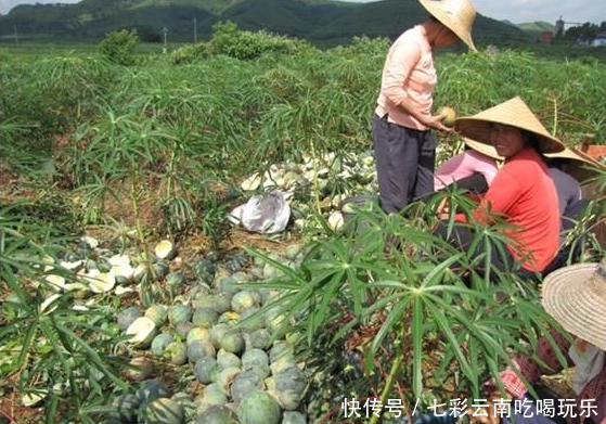 农户大面积种植这瓜，连自己都不爱吃！