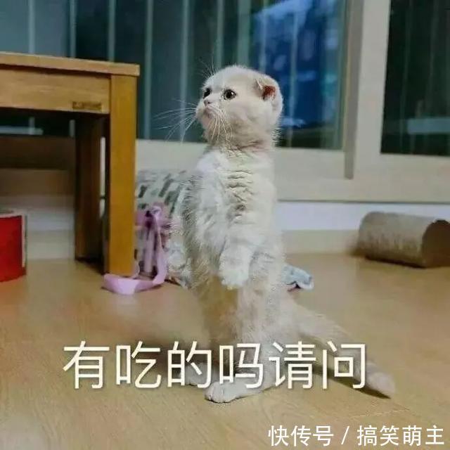 卖萌表情冰箱:你这个小可爱,电你喔表情包把进丢猫咪你图片