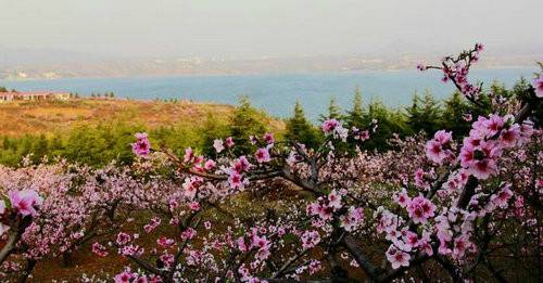 2018嵩县·陆浑湖桃花节开幕 阳春三月陆浑桃花成海 千人鱼宴趣味