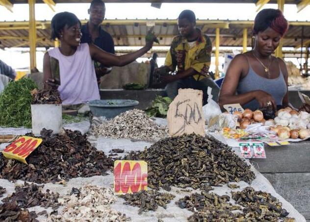 云南人真会吃:昆虫蛋白含量超高,但现在没落了!