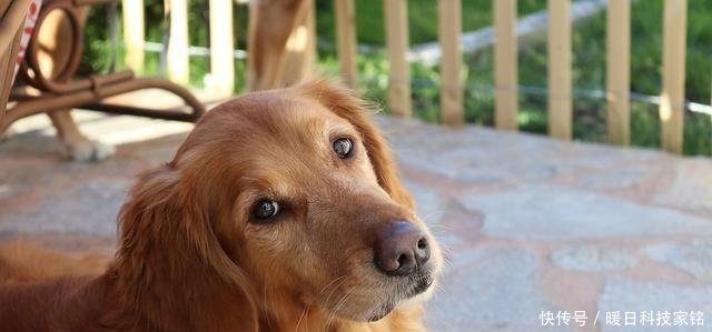 狗狗身上有蜱虫你要担心它会不会患上莱姆病,