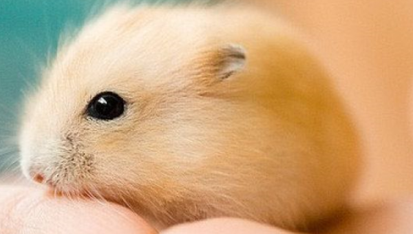 怎样判断仓鼠是否怀孕