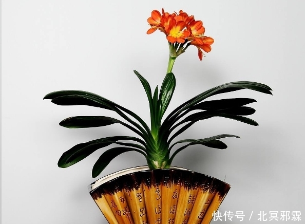 蓝妖:夏天别再乱浇水了,这6种花,越浇水越死! 金沙城中心娱乐网站