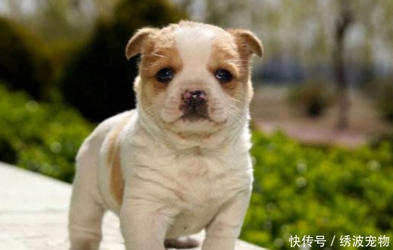幼犬几个月开始笼养 t01eb4e5a5ffda28fa4.jpg