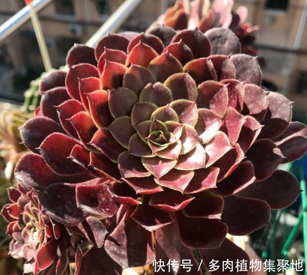 给多肉植物换盆的时候,教你处理好根系,一不小