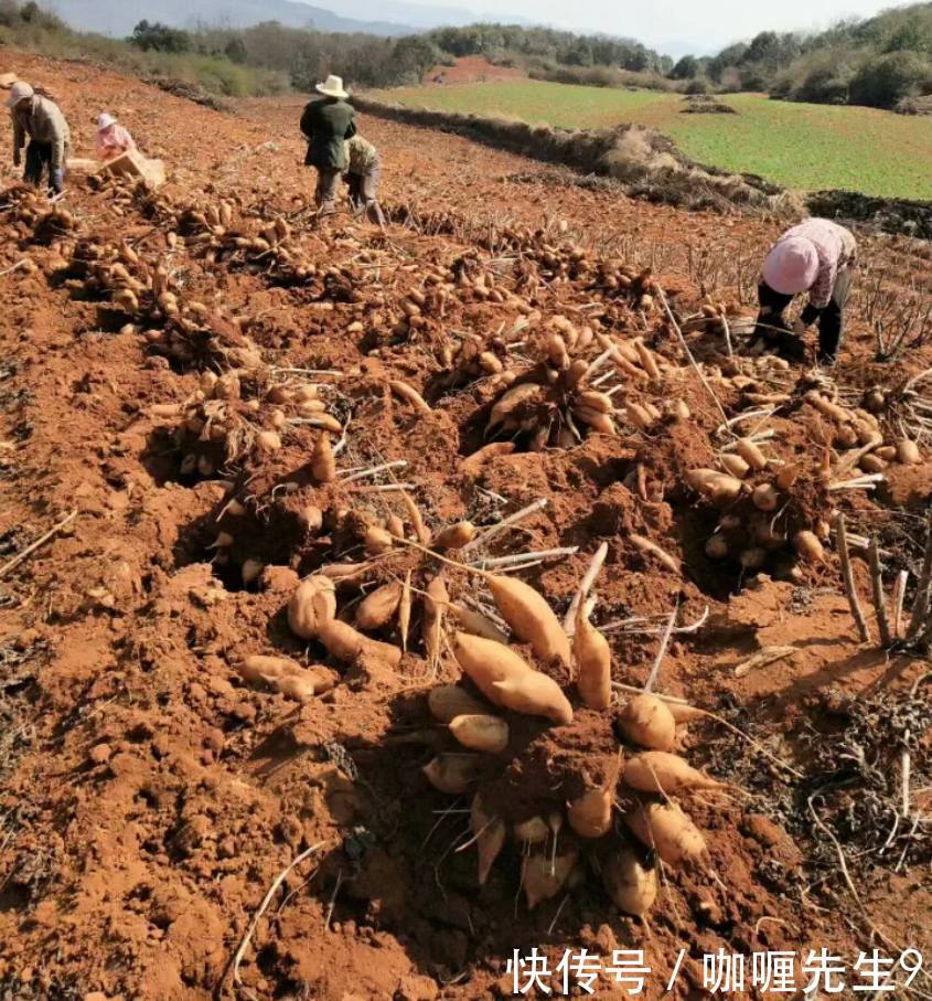 农民种植的“萝卜”单株挂果几十个，亩产5000斤，年赚几十万