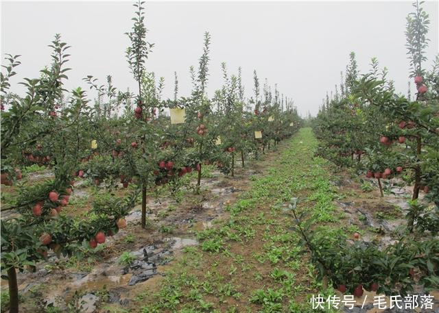 苹果树栽培技术｜现代苹果园“三节”栽培技术研究