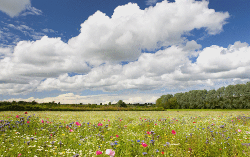 醉美人间四月天,还不迅速切换到赏花模式?