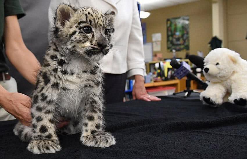 5只大型猫科动物宝宝,长大后每一只都可以把你