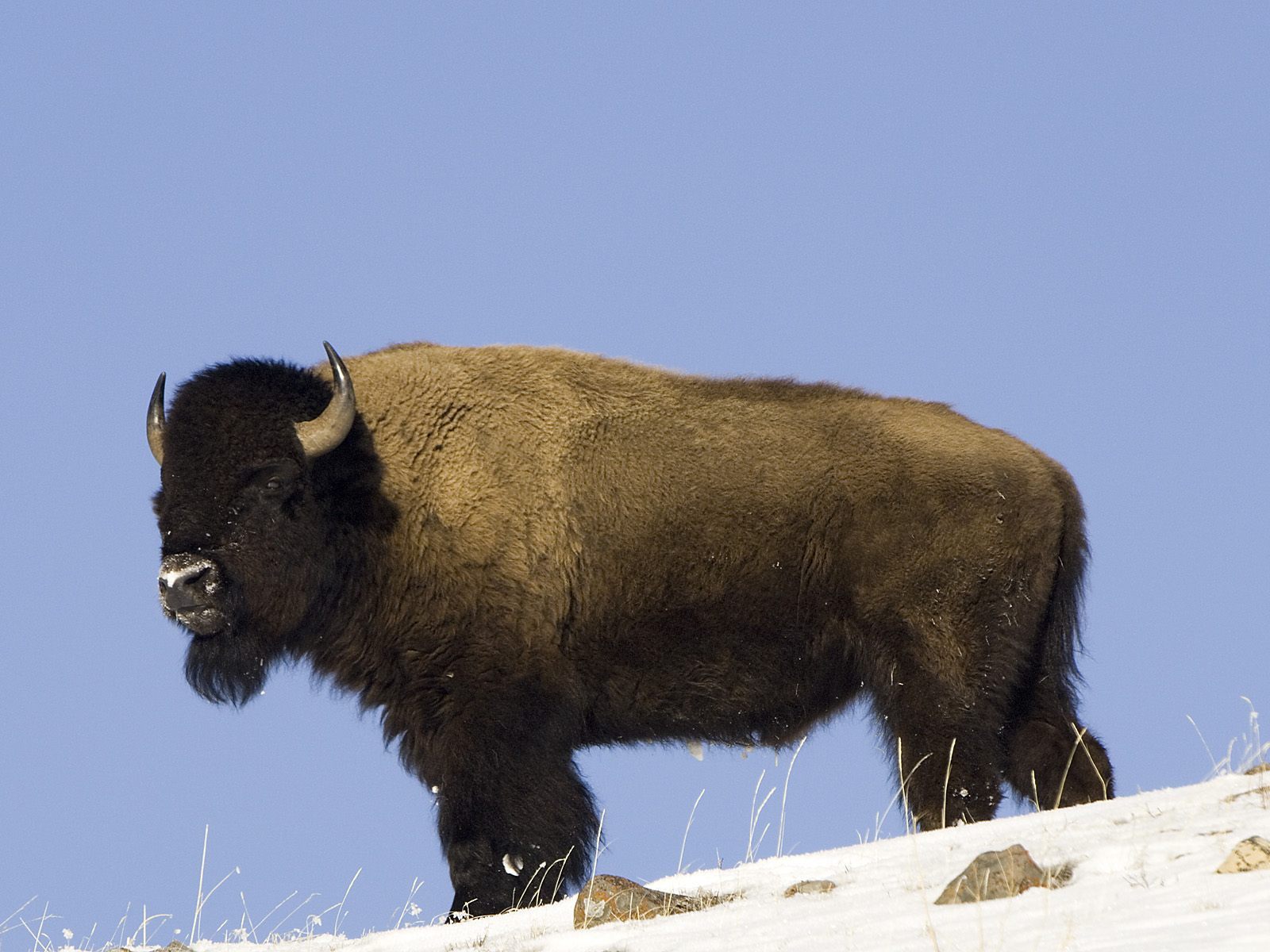 概况     麝牛    ovibos moschatus;muskox