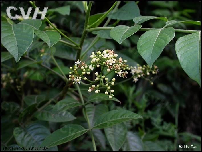 小漆树