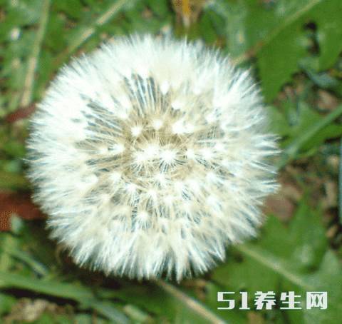 一种生于路边的尿床草,竟然是胃炎和肝炎的福音!